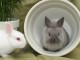 Consigli utili per tenere gli amici conigli in casa