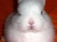 Maltrattamento animale: la storia del coniglietto Tippy