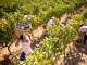 Vendemmia 2019: si preannuncia una grande annata per i vini della denominazione Vino Chianti DOCG