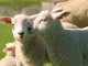 Abbacchio, agnellone, castrato: consigli per gli acquisti pasquali