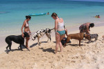 cani spiaggia