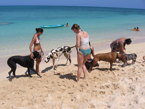 cani spiaggia