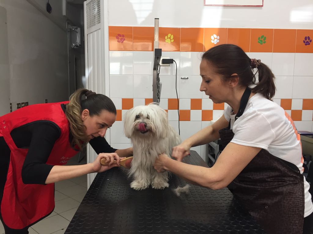 Assessore Sara Funaro toilette per cani (2)