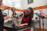 Assessore Sara Funaro toilette per cani (4)