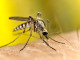 Riprende la disinfestazione antilarvale contro le zanzare
